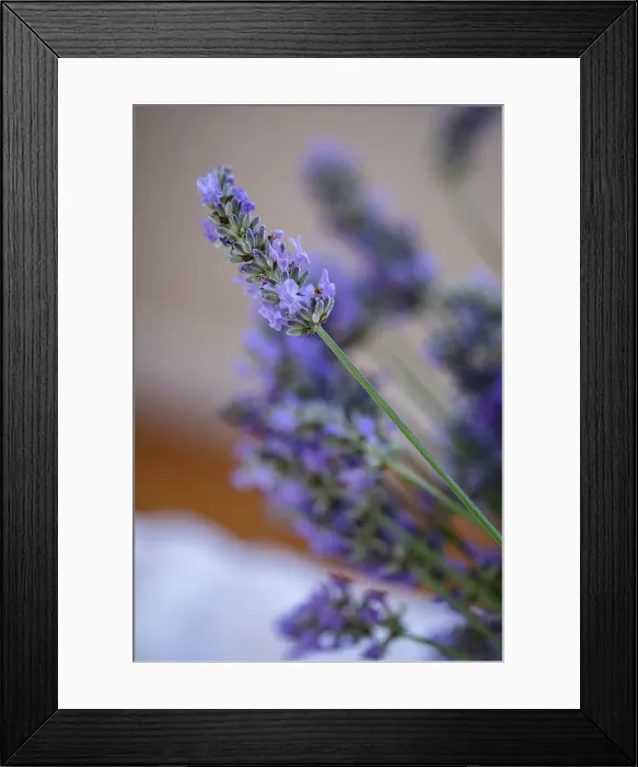 Framed Print : Bremerton, Washington State, USA. Lavender sprig. Date: 15-07-2020 Framed Print : Bremerton, Washington State, USA. Lavender sprig. Date: 15-07-2020