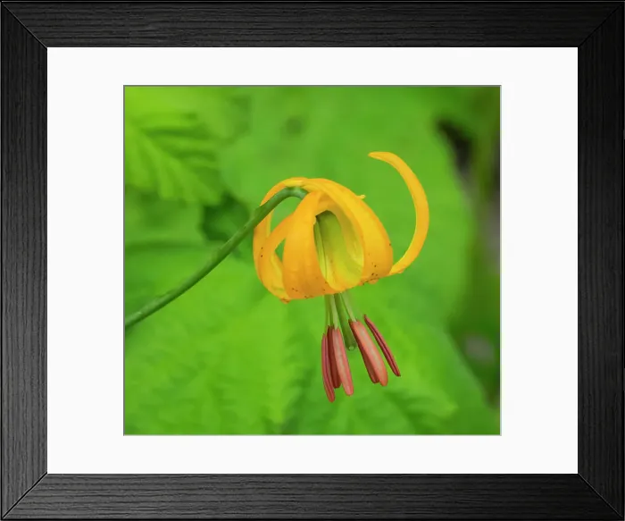 Framed Print : Washington State, Central Cascades, Columbia Tiger Lily wildflower Date: 01-07-2020 Framed Print : Washington State, Central Cascades, Columbia Tiger Lily wildflower Date: 01-07-2020