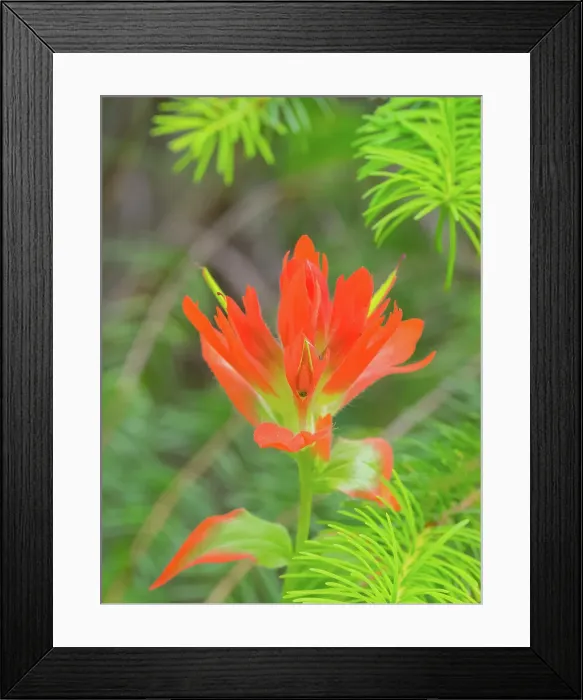Framed Print : Washington State, Central Cascades, Magenta Paintbrush Date: 12-08-2020 Framed Print : Washington State, Central Cascades, Magenta Paintbrush Date: 12-08-2020