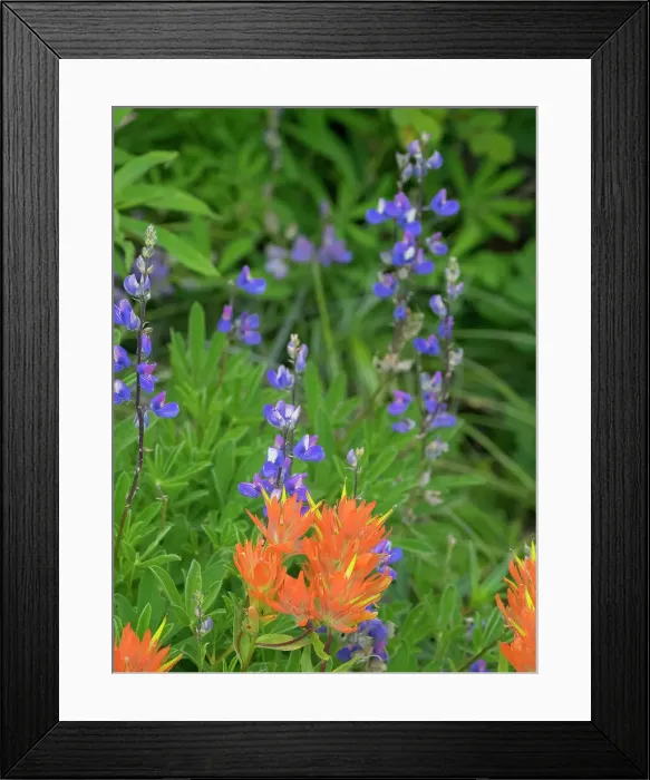 Framed Print : Washington State, Central Cascades, Hairy Paintbrush and Subalpine Lupine Date: 12-08-2020 Framed Print : Washington State, Central Cascades, Hairy Paintbrush and Subalpine Lupine Date: 12-08-2020