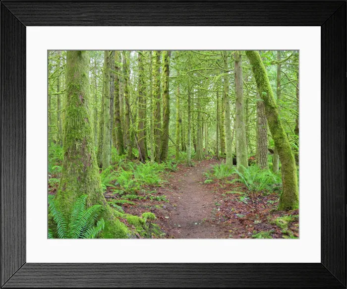 Framed Print : Washington State, Tiger Mountain, Trail through Moss covered trees Date: 29-01-2021 Framed Print : Washington State, Tiger Mountain, Trail through Moss covered trees Date: 29-01-2021