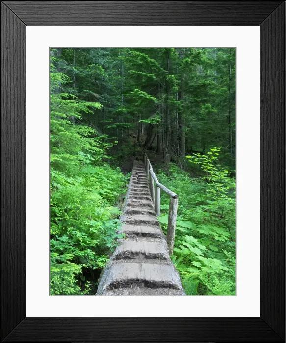 Framed Print : Washington State, Central Cascades, Old Fir tree bridge, on trail to Annette Lake Date: 15-07-2020 Framed Print : Washington State, Central Cascades, Old Fir tree bridge, on trail to Annette Lake Date: 15-07-2020