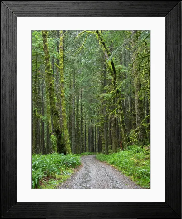 Framed Print : Washington State, Central Cascades, Forest Road 5620, Moss covered Red Alder forest Date: 19-11-2020 Framed Print : Washington State, Central Cascades, Forest Road 5620, Moss covered Red Alder forest Date: 19-11-2020