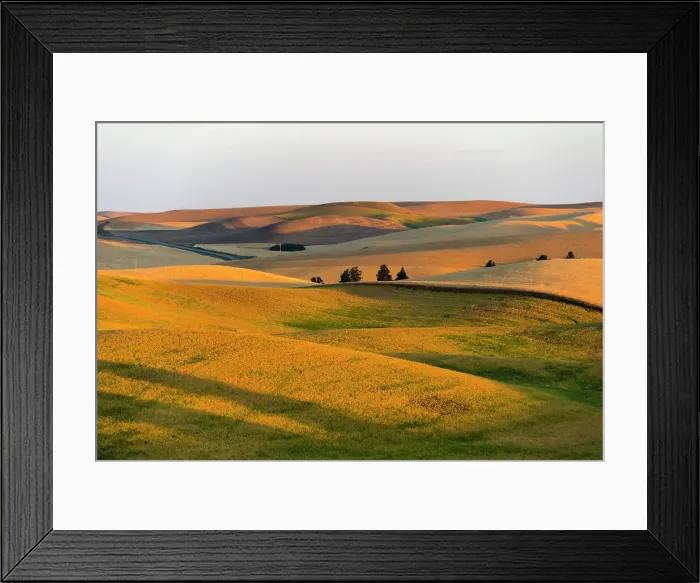 Framed Print : Landscape of rolling wheat field at sunrise, Palouse, Washington State, USA Date: 13-08-2019 Framed Print : Landscape of rolling wheat field at sunrise, Palouse, Washington State, USA Date: 13-08-2019