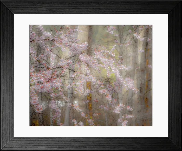 Framed Print : USA, Washington State, Fall City, Springtime cherry trees blooming along Snoqualmie River. Date: 23-03-2020 Framed Print : USA, Washington State, Fall City, Springtime cherry trees blooming along Snoqualmie River. Date: 23-03-2020