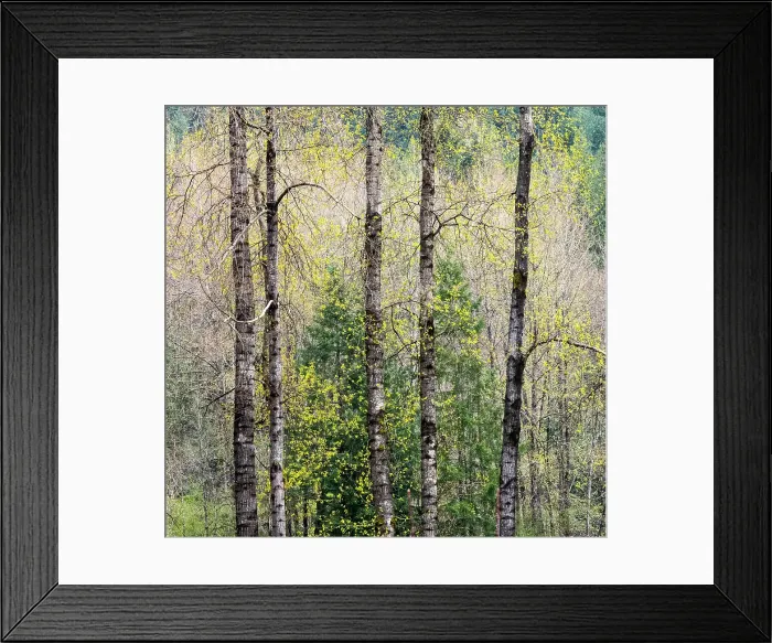 Framed Print : USA, Washington State, Fall City Cottonwoods just budding out in the spring along the Snoqualmie River Date: 11-04-2020 Framed Print : USA, Washington State, Fall City Cottonwoods just budding out in the spring along the Snoqualmie River Date: 11-04-2020