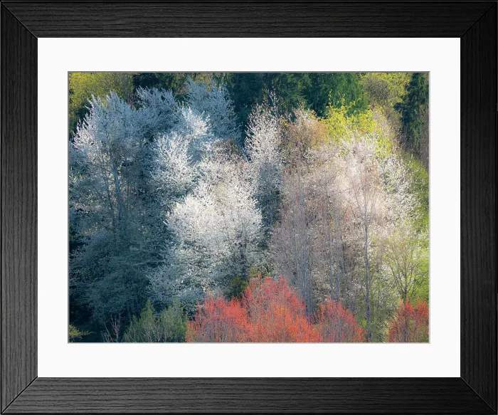Framed Print : USA, Washington State, Fall City wild cherry springtime blooming Date: 16-04-2020 Framed Print : USA, Washington State, Fall City wild cherry springtime blooming Date: 16-04-2020