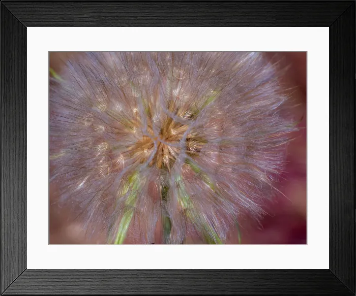 Framed Print : USA, Washington State, Eastern Washington fluffy seed head of Salsify dandelion Date: 22-06-2020 Framed Print : USA, Washington State, Eastern Washington fluffy seed head of Salsify dandelion Date: 22-06-2020