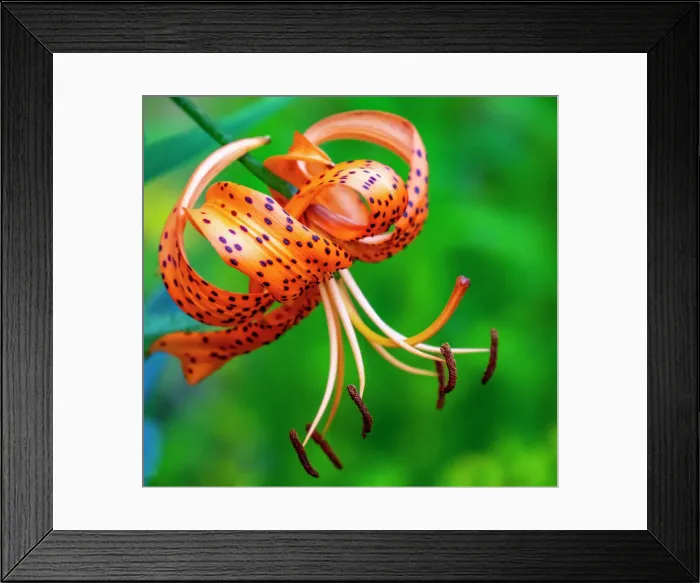 Framed Print : USA, Washington State, Pacific Northwest Sammamish Orange Tiger Lily close up Date: 29-07-2020 Framed Print : USA, Washington State, Pacific Northwest Sammamish Orange Tiger Lily close up Date: 29-07-2020