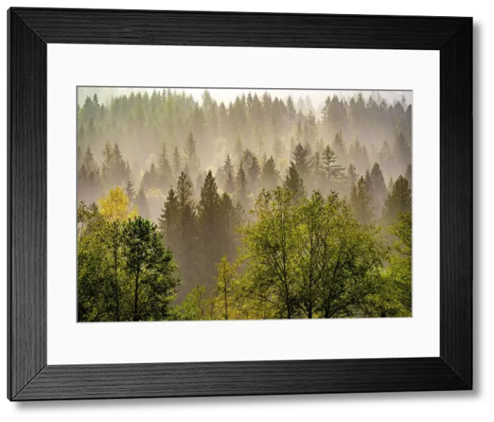 Framed Print : USA, Washington State, Preston Evergreens and Cottonwood trees lifting fog on hillside. Date: 15-09-2020 Framed Print : USA, Washington State, Preston Evergreens and Cottonwood trees lifting fog on hillside. Date: 15-09-2020