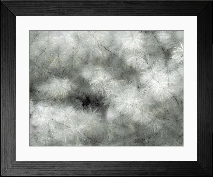 Framed Print : USA, Washington State, Bellevue Pine tree close up and tree trunk Date: 12-10-2019 Framed Print : USA, Washington State, Bellevue Pine tree close up and tree trunk Date: 12-10-2019