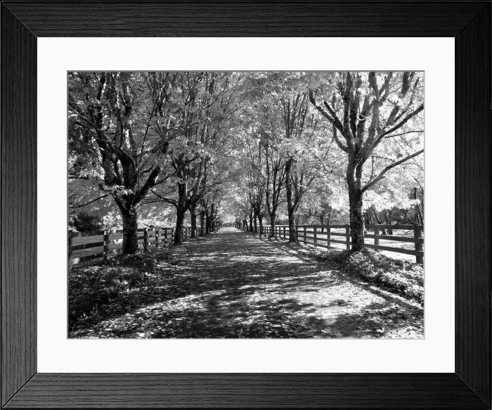 Framed Print : USA, Washington State, North Bend black and White maple tree lined driveway Date: 22-10-2020