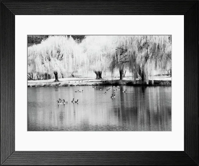 Framed Print : USA, Washington State, Eastern Washington. Weeping willow tree reflecting in pond Date: 30-03-2006 Framed Print : USA, Washington State, Eastern Washington. Weeping willow tree reflecting in pond Date: 30-03-2006