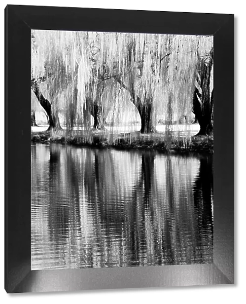 USA, Washington State, Eastern Washington. Weeping willow tree reflecting in pond Date: 30-03-2006