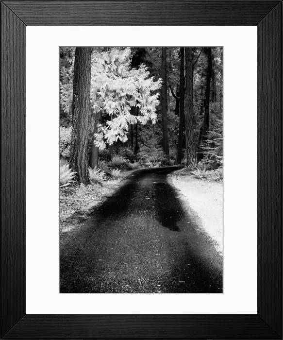 Framed Print : USA, Washington State, Skagit Valley, Country backroad through forest Date: 31-03-2006 Framed Print : USA, Washington State, Skagit Valley, Country backroad through forest Date: 31-03-2006