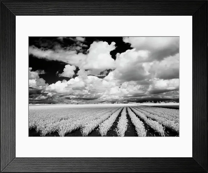 Framed Print : USA, Washington State, Skagit Valley, Large field of Tulip rows and clouds Date: 31-03-2006 Framed Print : USA, Washington State, Skagit Valley, Large field of Tulip rows and clouds Date: 31-03-2006