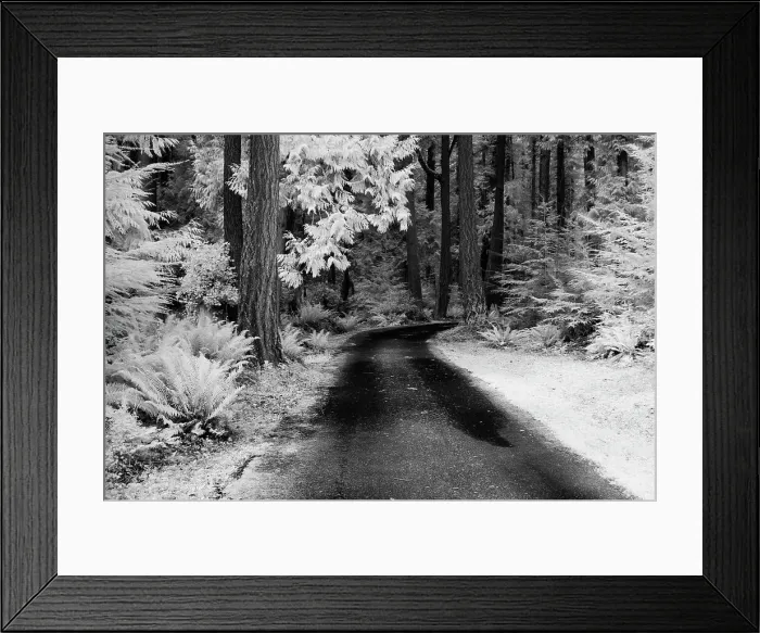 Framed Print : USA, Washington State, Skagit Valley, Country backroad through forest Date: 31-03-2006 Framed Print : USA, Washington State, Skagit Valley, Country backroad through forest Date: 31-03-2006