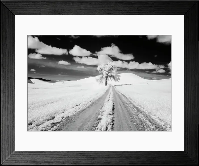 Framed Print : USA, Washington State, Lone along Country backroad in wheat Field Date: 11-06-2006 Framed Print : USA, Washington State, Lone along Country backroad in wheat Field Date: 11-06-2006