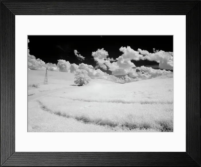 Framed Print : USA, Washington State, Lone tree in field of wheat Date: 11-06-2006 Framed Print : USA, Washington State, Lone tree in field of wheat Date: 11-06-2006