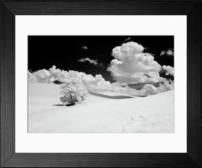 Framed Print : USA, Washington State, Lone tree in field of wheat Date: 11-06-2006 Framed Print : USA, Washington State, Lone tree in field of wheat Date: 11-06-2006
