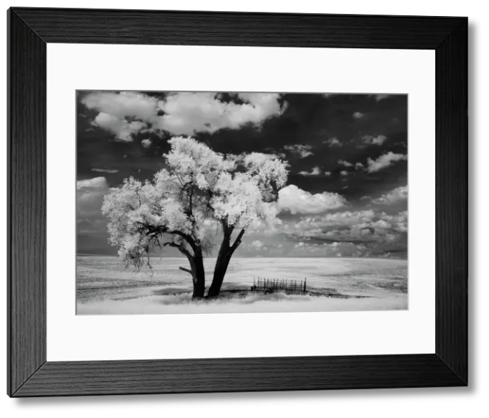 Framed Print : USA, Washington State, Lone tree in field in wheat Date: 12-06-2006 Framed Print : USA, Washington State, Lone tree in field in wheat Date: 12-06-2006