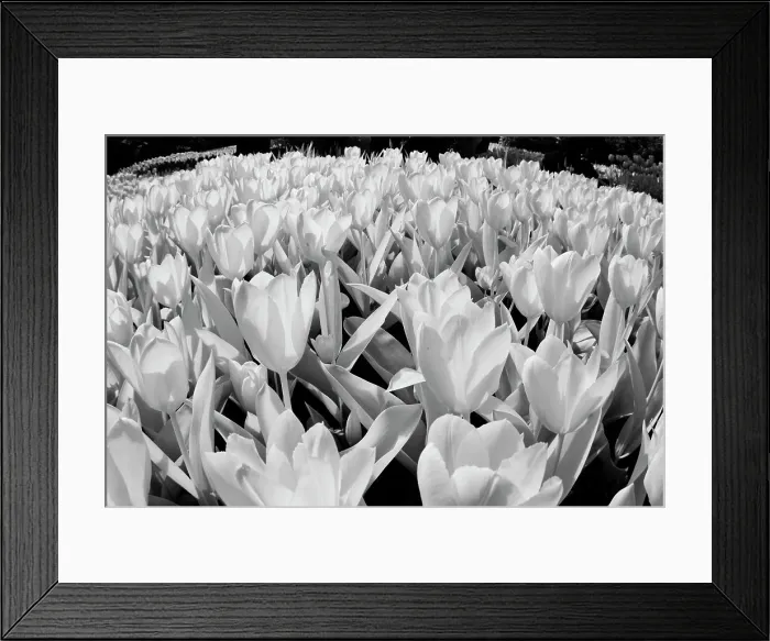 Framed Print : USA, Washington State, Skagit Valley, low angle of Tulip mass Date: 06-04-2006 Framed Print : USA, Washington State, Skagit Valley, low angle of Tulip mass Date: 06-04-2006