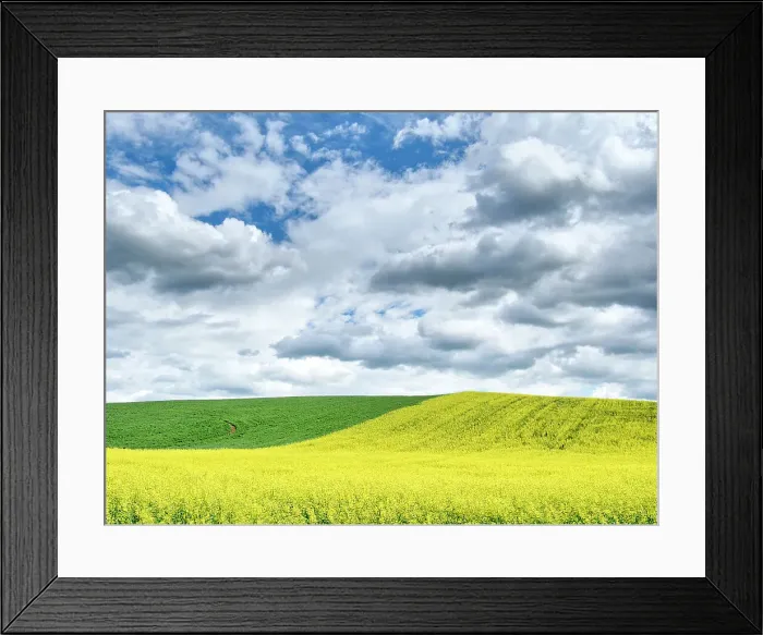 Framed Print : USA, Washington State, Palouse, Rolling hills of canola and wheat Date: 20-06-2019 Framed Print : USA, Washington State, Palouse, Rolling hills of canola and wheat Date: 20-06-2019
