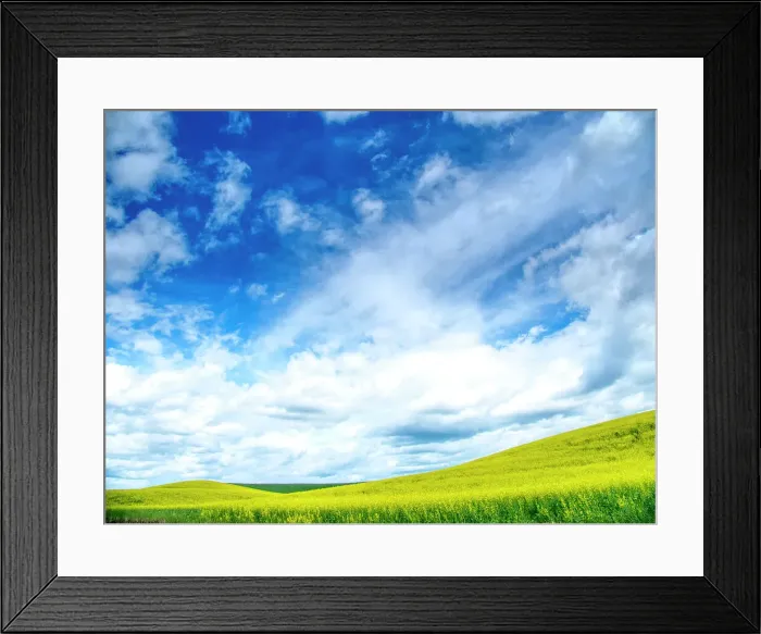 Framed Print : USA, Washington State, Palouse, Spring canola field with beautiful clouds Date: 20-06-2019 Framed Print : USA, Washington State, Palouse, Spring canola field with beautiful clouds Date: 20-06-2019