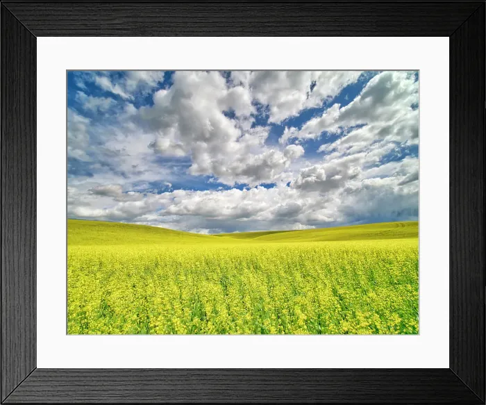 Framed Print : USA, Washington State, Palouse, Spring canola field with beautiful clouds Date: 20-06-2019 Framed Print : USA, Washington State, Palouse, Spring canola field with beautiful clouds Date: 20-06-2019