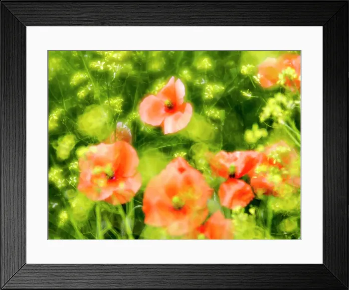 Framed Print : USA, Washington State, Spring Fire Poppies Date: 11-06-2020