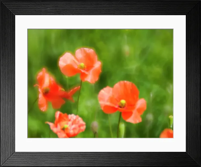 Framed Print : USA, Washington State, Spring Fire Poppies close up Date: 11-06-2020 Framed Print : USA, Washington State, Spring Fire Poppies close up Date: 11-06-2020