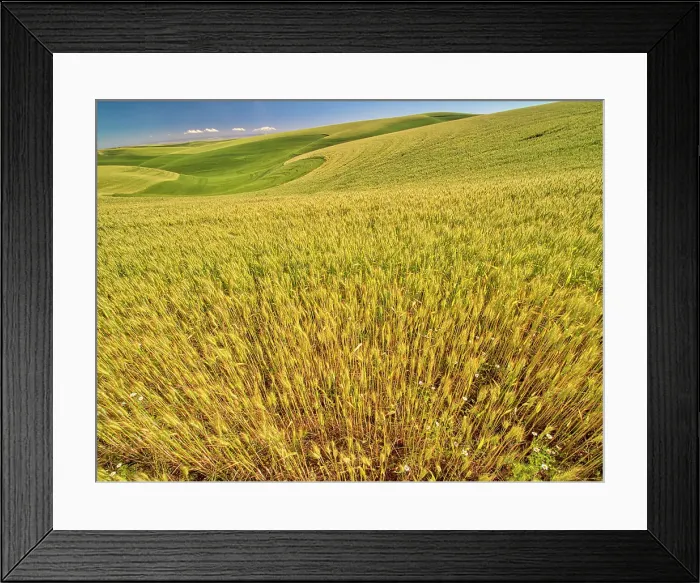 Framed Print : USA, Washington State, Patterns in the fields of wheat Date: 22-06-2020 Framed Print : USA, Washington State, Patterns in the fields of wheat Date: 22-06-2020