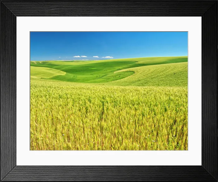 Framed Print : USA, Washington State, Palouse Region, Patterns in the fields of wheat Date: 22-06-2020