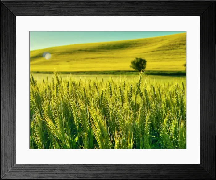 Framed Print : USA, Washington State, Winter wheat field close up Date: 23-06-2020 Framed Print : USA, Washington State, Winter wheat field close up Date: 23-06-2020
