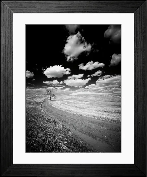 Framed Print : USA, Washington State, Palouse. Crops growing on the rolling hills of the Palouse Date: 16-01-2020 Framed Print : USA, Washington State, Palouse. Crops growing on the rolling hills of the Palouse Date: 16-01-2020