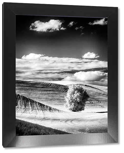 USA, Palouse Country, Washington State. Infrared Palouse fields and lone tree Date: 09-06-2011