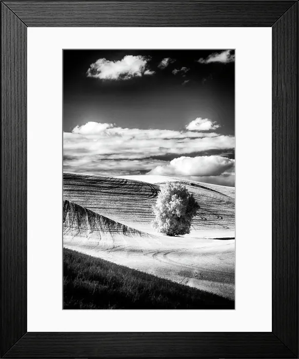 Framed Print : USA, Palouse Country, Washington State. Infrared Palouse fields and lone tree Date: 09-06-2011 Framed Print : USA, Palouse Country, Washington State. Infrared Palouse fields and lone tree Date: 09-06-2011
