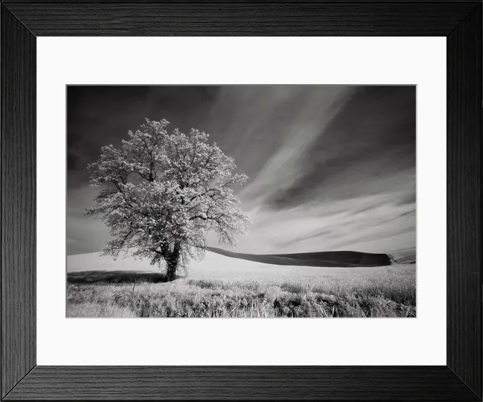 Framed Print : USA, Palouse Country, Washington State. Infrared Palouse fields and lone tree Date: 09-06-2011 Framed Print : USA, Palouse Country, Washington State. Infrared Palouse fields and lone tree Date: 09-06-2011