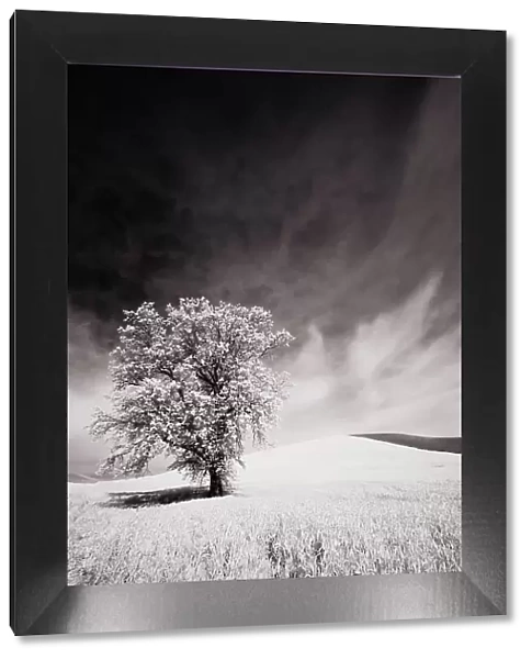 USA, Palouse Country, Infrared Palouse fields and lone tree Date: 09-06-2011