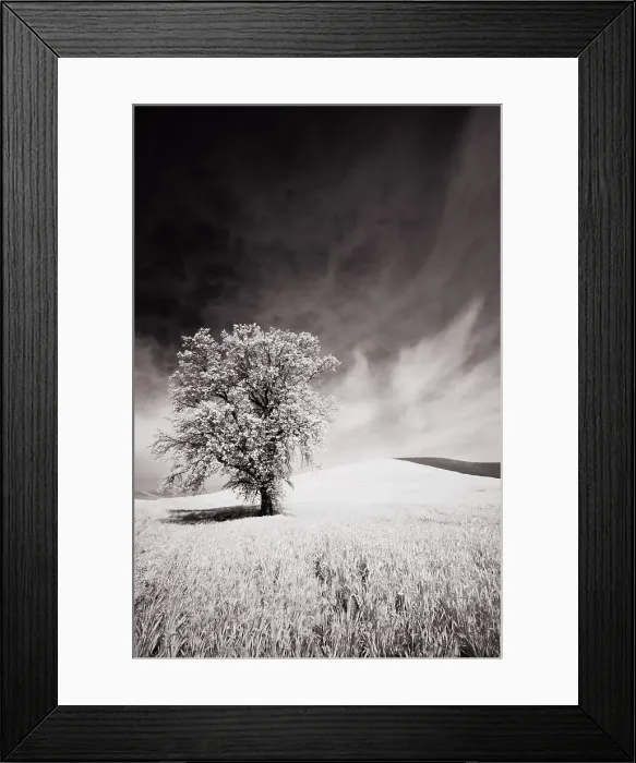 Framed Print : USA, Palouse Country, Infrared Palouse fields and lone tree Date: 09-06-2011 Framed Print : USA, Palouse Country, Infrared Palouse fields and lone tree Date: 09-06-2011