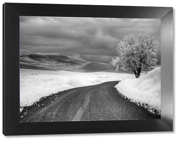 USA, Infrared Palouse fields, Backroad and Tree Date: 13-06-2011