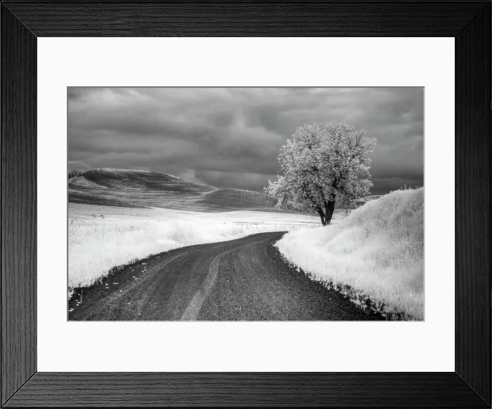 Framed Print : USA, Infrared Palouse fields, Backroad and Tree Date: 13-06-2011 Framed Print : USA, Infrared Palouse fields, Backroad and Tree Date: 13-06-2011