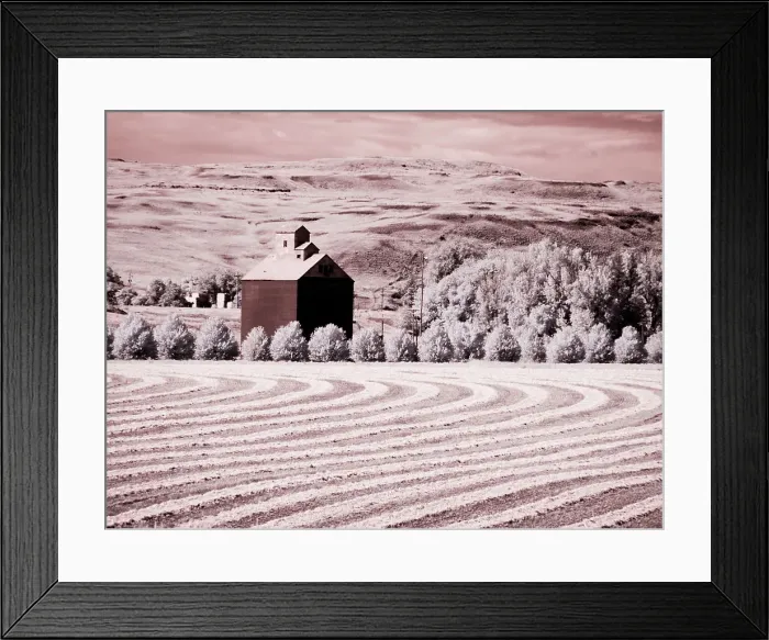 Framed Print : USA, Washington State, Palouse. Harvest lies in field with barn Date: 10-06-2020 Framed Print : USA, Washington State, Palouse. Harvest lies in field with barn Date: 10-06-2020