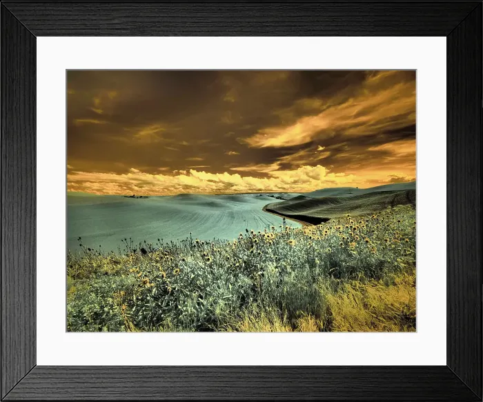 Framed Print : USA, Washington State, Palouse. Spring Poppies and Backcountry road through wheat field and clouds Date: 10-06-2020 Framed Print : USA, Washington State, Palouse. Spring Poppies and Backcountry road through wheat field and clouds Date: 10-06-2020