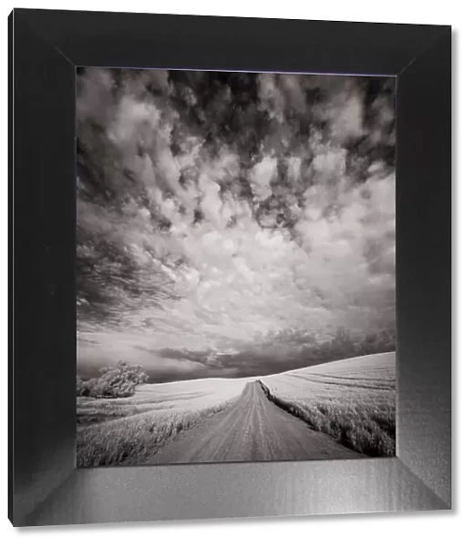 USA, Washington State, Palouse. Backcountry road through wheat field and clouds Date: 11-06-2020