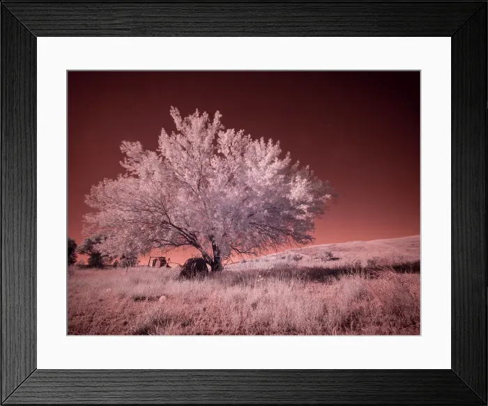 Framed Print : USA, Washington State, Palouse region, Lone tree in Field Date: 22-06-2020 Framed Print : USA, Washington State, Palouse region, Lone tree in Field Date: 22-06-2020