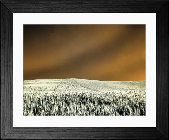 Framed Print : USA, Washington State, Palouse region, Rolling Hills of wheat Date: 23-06-2020 Framed Print : USA, Washington State, Palouse region, Rolling Hills of wheat Date: 23-06-2020