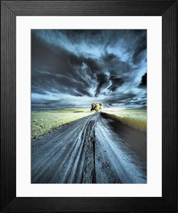 Framed Print : USA, Washington State, Palouse region, Backcountry road leading to Lone Tree Date: 23-06-2020 Framed Print : USA, Washington State, Palouse region, Backcountry road leading to Lone Tree Date: 23-06-2020