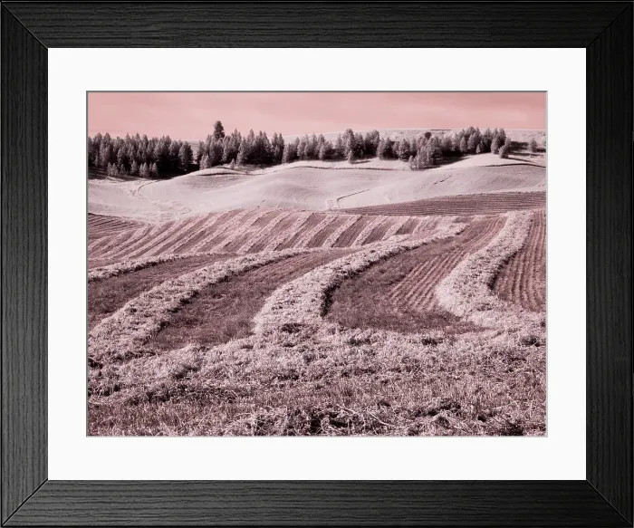 Framed Print : USA, Washington State, Palouse region, Harvest cut lines in Field Date: 24-06-2020 Framed Print : USA, Washington State, Palouse region, Harvest cut lines in Field Date: 24-06-2020