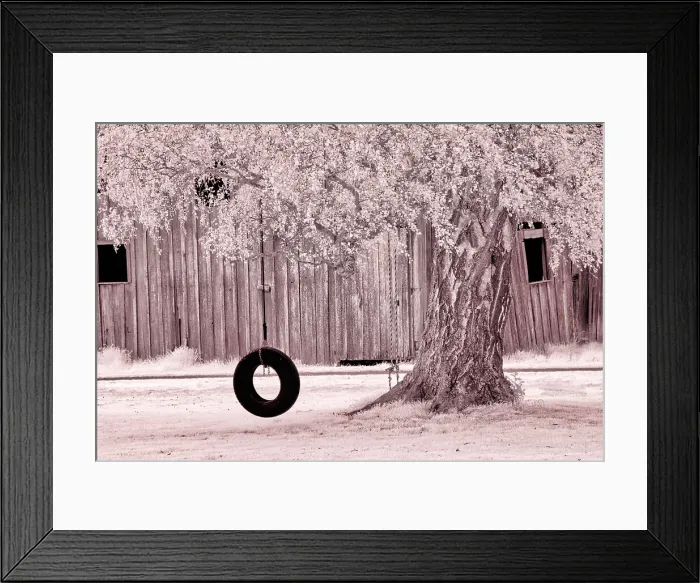 Framed Print : USA, Washington State, Skagit Valley, Old willow tree and tire rope swing Date: 06-04-2006 Framed Print : USA, Washington State, Skagit Valley, Old willow tree and tire rope swing Date: 06-04-2006